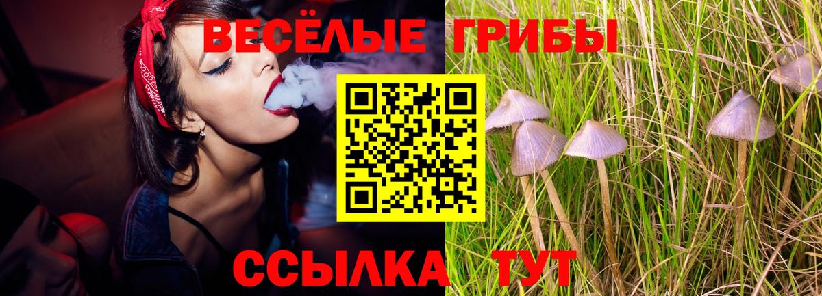 Псилоцибиновые грибы Psilocybe Рославль
